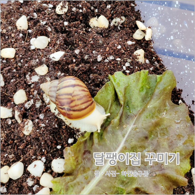 아프리카 왕달팽이 집꾸미기 다이소 꿀템 분갈이흙 코코피트 원예용상토 리빙박스 정리함 ....