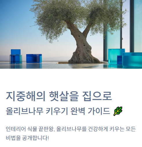  지중해의 햇살을 집으로, '올리브나무' 키우기 A to Z (인테리어 식물 끝판왕)