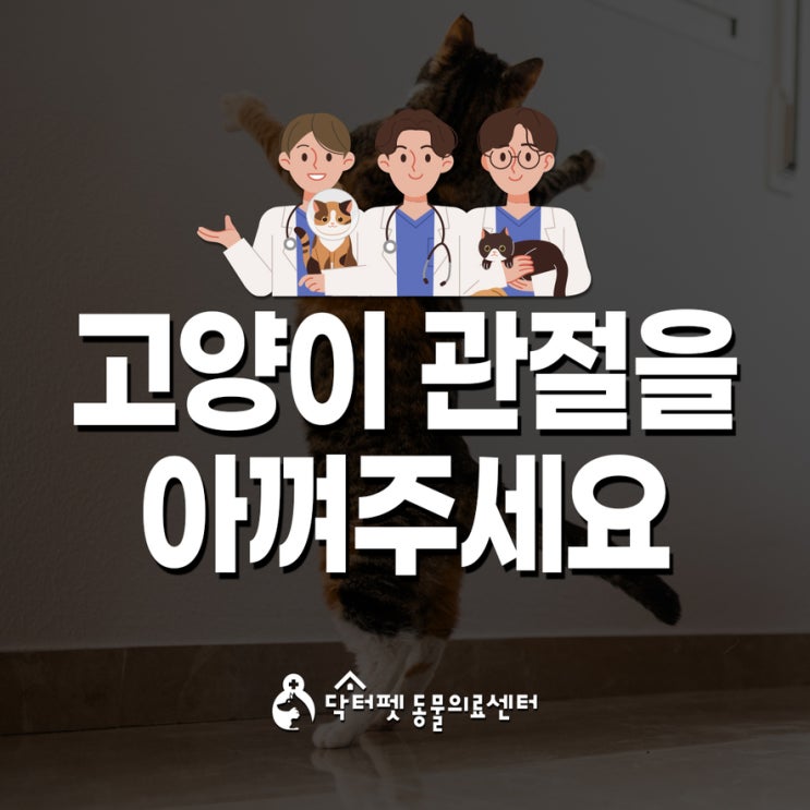  고양이가 무슨 관절염이 와요? 옵니다 노화 부산 노령묘 동물병원