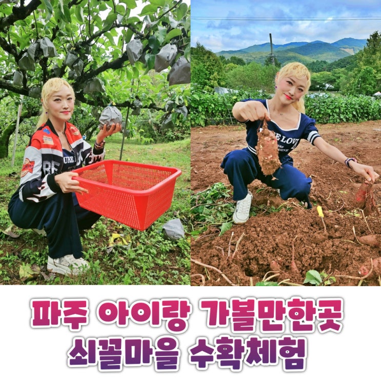  파주 가볼만한곳 쇠꼴마을 아이랑 즐기는 가을 수확체험과 놀거리