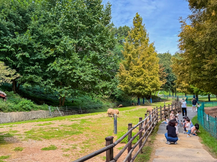  인천 늘솔길근린공원 양떼목장(주차장, 남동둘레길, 미세먼지차단숲)