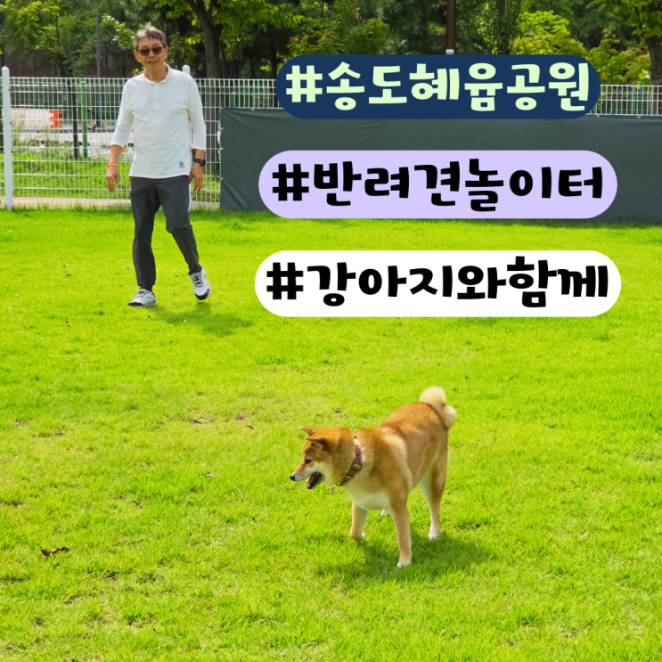  혜윰공원 반려견 놀이터 방문 솔직 후기 | 예약 및 이용방법 총정리