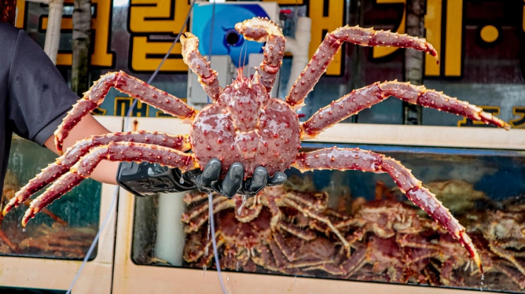  소래포구 대게 킹콩크랩&씨푸드 킹크랩 털게 포장부터 시세까지 알려드릴게요!