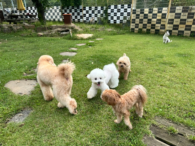  분당애견호텔 :) 천연잔디 강아지운동장 라드독