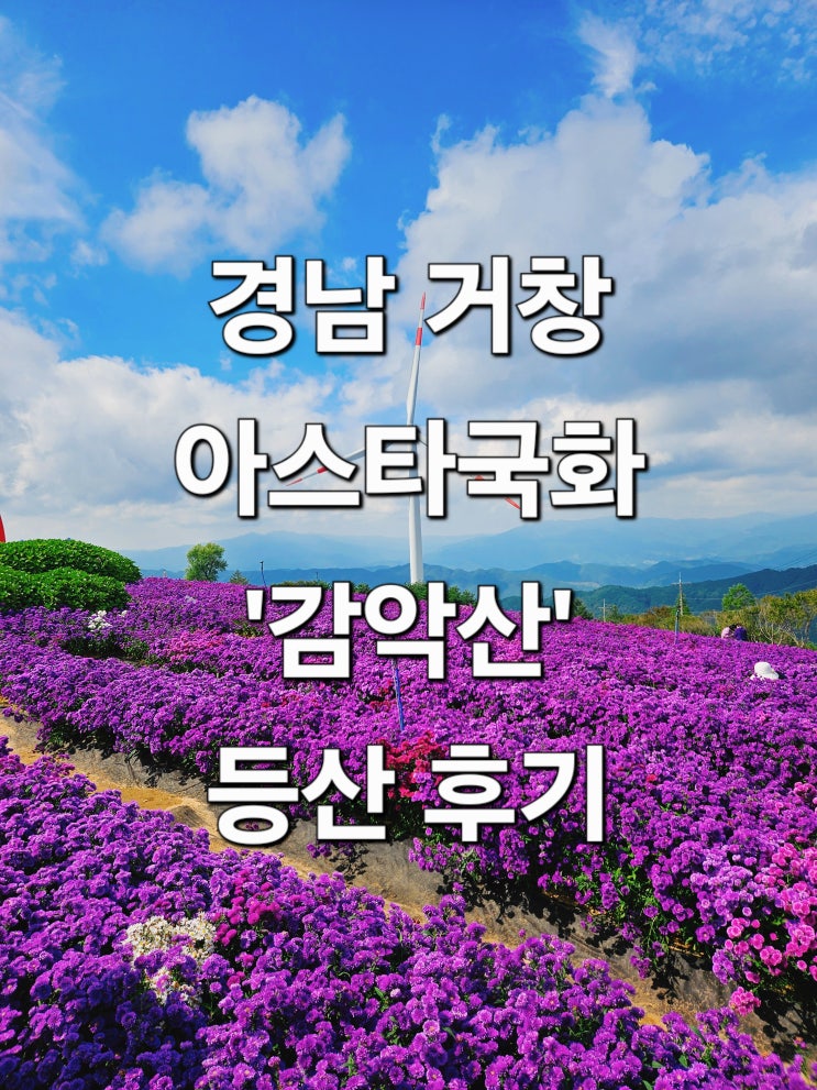  경남 거창 교통체증 대신 등산 선택 아스타국화 명소 '감악산'