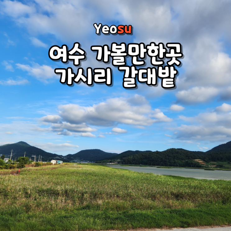  추석연휴국내여행 여수 숨은 명소 가사리 갈대밭 위치 드라이브 코스