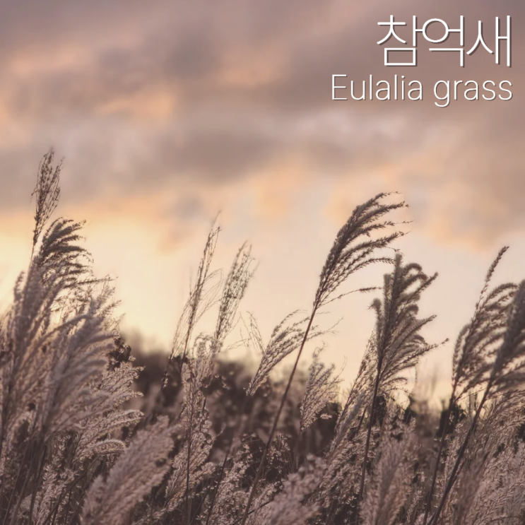 참억새 포토 씨앗 특징 꽃말 정리!