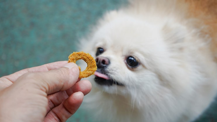  반려동물 수제간식 댕냥이 점빵 수제간식 세트.