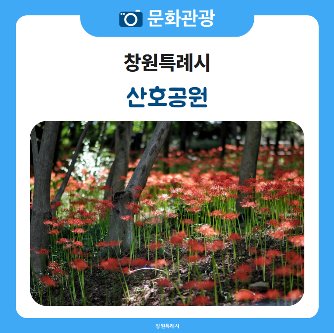 붉음의 그리움이 꽃무릇 축제로 태어나는 산호공원으로 꽃 구경 오세요~