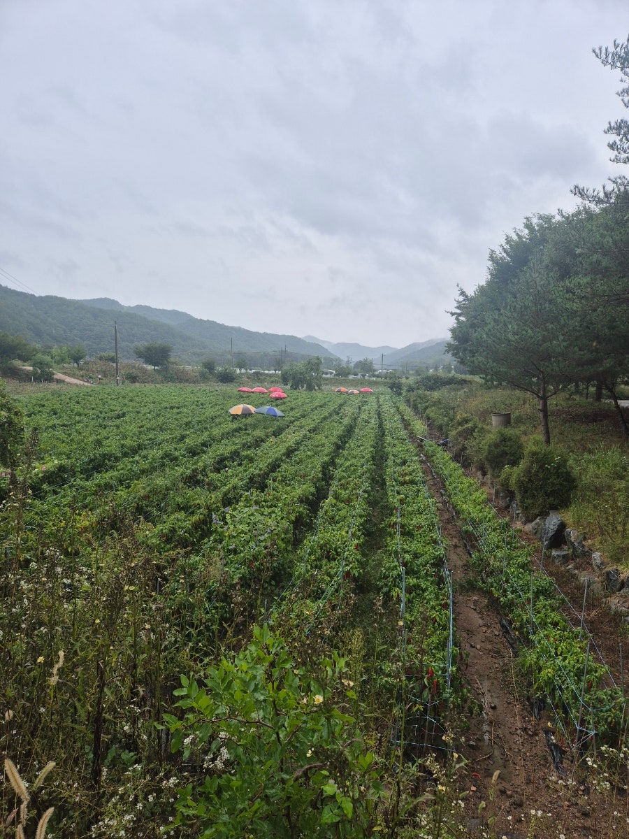외씨버선길 6코스(조지훈문학길) 사진 2