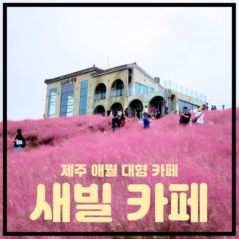 제주 대형 카페 디저트 새별오름 핑크뮬리 포토존 새빌 카페