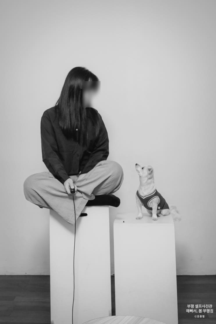  부평 셀프사진관 반려견 애견 동반 가능한 예뻐서, 봄 부평점 강아지랑 실제 이용 후기