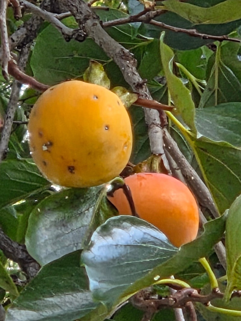 정책지식 2025.9.30. : 네이버 블로그