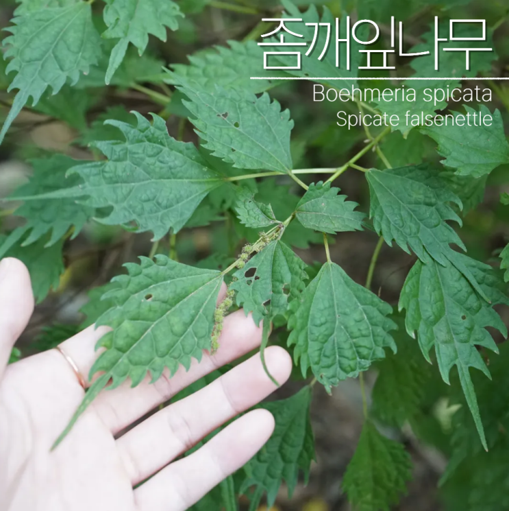  좀깨잎나무 학명 특징 잎 꽃 총정리!