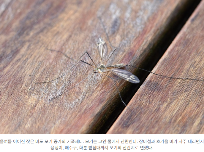  가을에도 기승 부리는 모기  왜 이렇게 늦게까지 살아남을까?