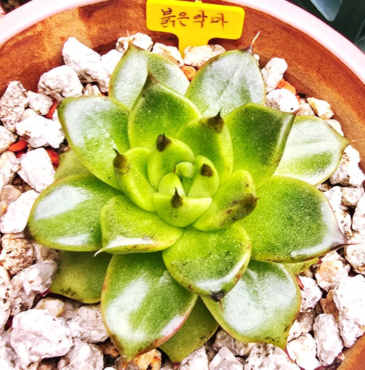  20250930 붉은악마, 꽃기린