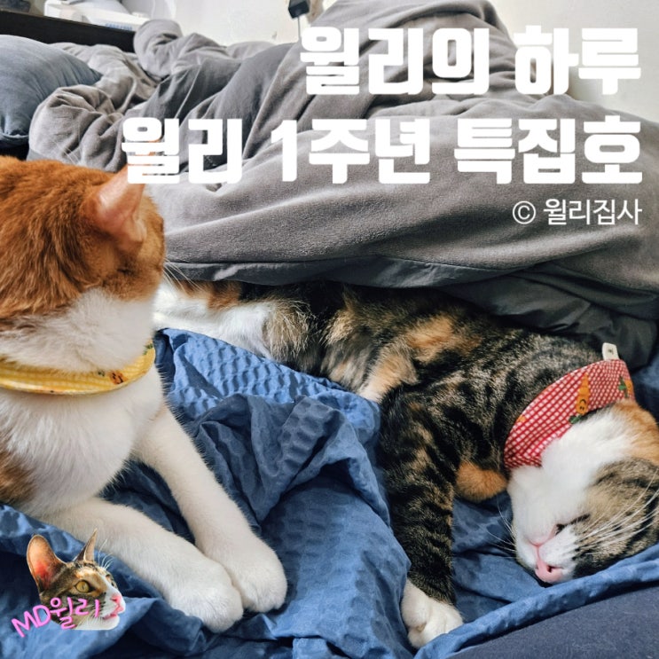  고양이 합사 성공 두 마리 키우기 힐링 일상물 윌리의 하루