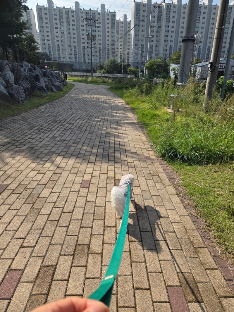 강아지 송충이 쐐기벌레 물림! 밟아도 괜찮은 걸까?