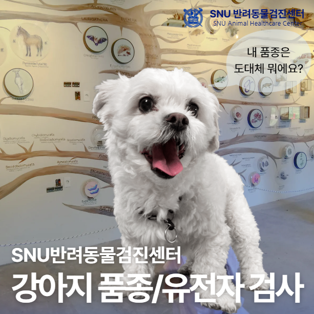 강아지 품종검사 유전자검사 키트 사용방법, 병원 및 기관 정보