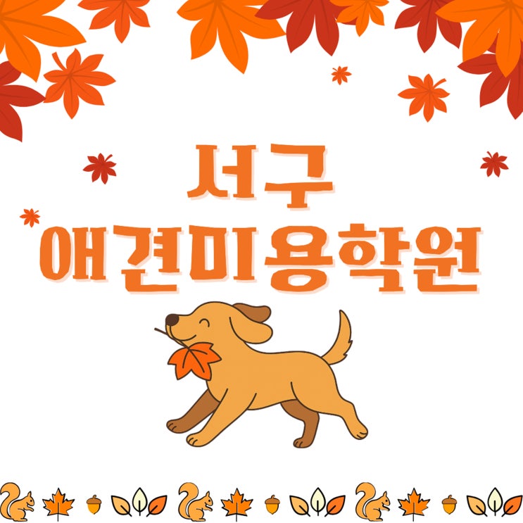  서구애견미용학원, 자격증 취득부터 취업까지 한번에 가능한 곳