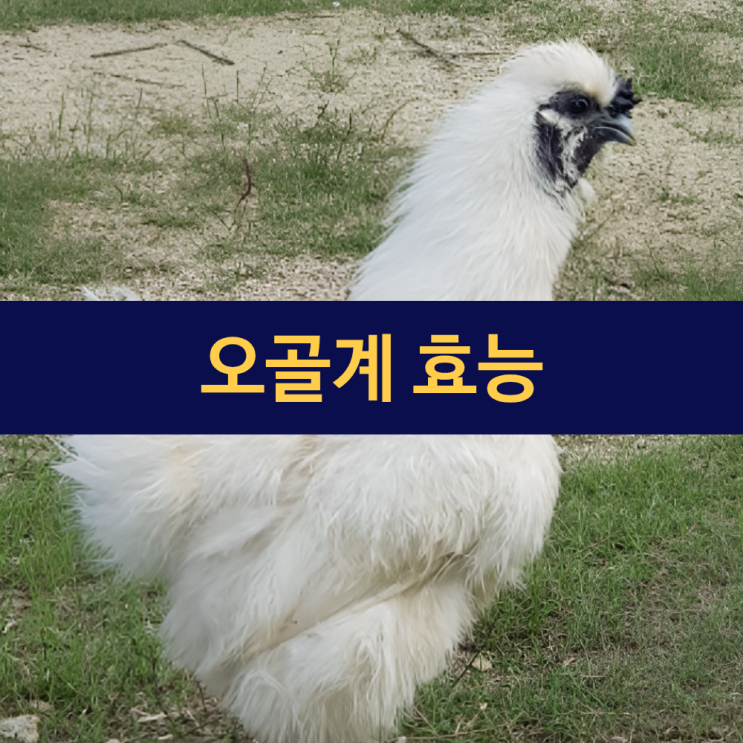  오골계 뜻 | 오골계 효능 | 오골계 알 효능 | 일반 닭과의 차이점 | 까만 닭