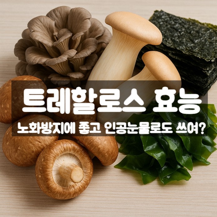  트레할로스 효능 부작용 활용법 – 노화방지와 인공눈물에 쓰이는 이유