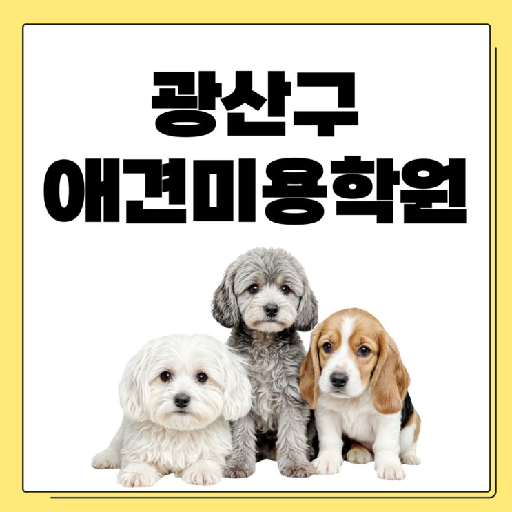  광산구애견미용학원, 지금 등록하면 내년 봄 취업 가능!