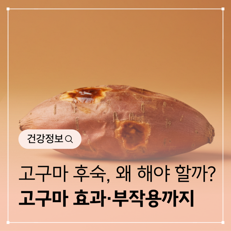 고구마 후숙, 왜 해야 할까? 원리부터  다이어트 식단 고구마 효과·부작용까지