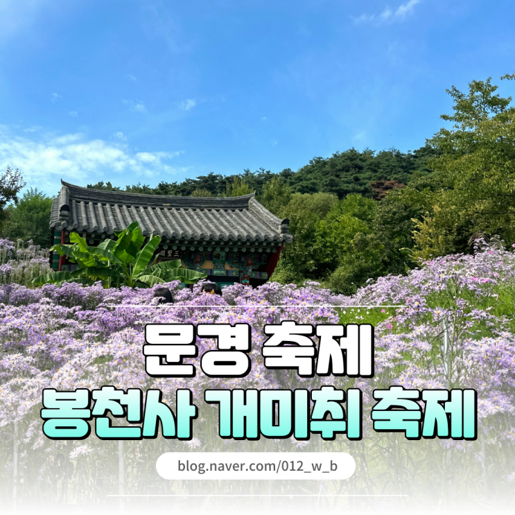  2025 문경 봉천사 개미취 축제 실시간 개화 상황