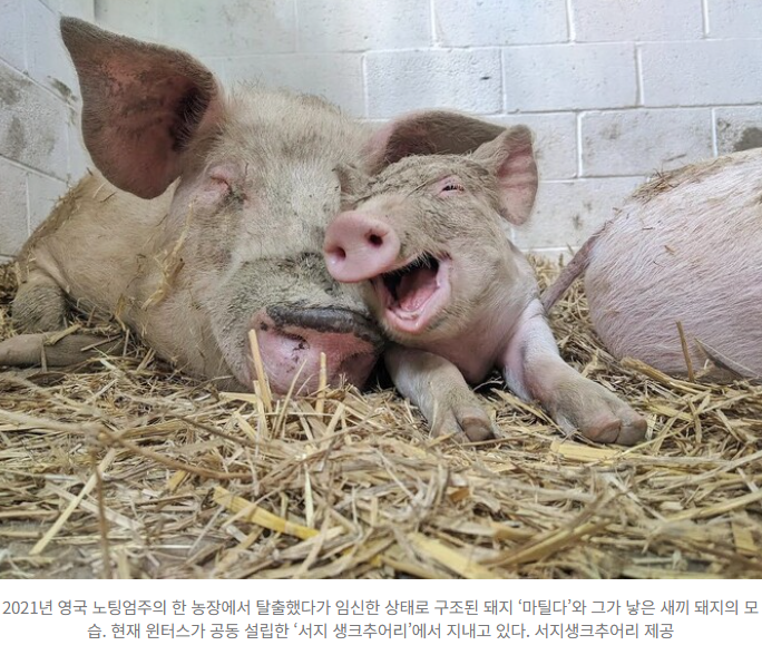  “인도적 도축은 없다” 비건 인플루언서 에드 윈터스, 한국서 전한 메시지