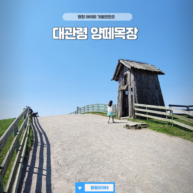 <b>추석</b>여행지 대관령 양떼목장... 평창양떼목장 <b>연휴</b> 때 강원도 <b>날씨</b>