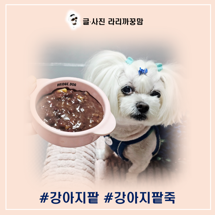  강아지 팥 먹어도 괜찮을까? 팥죽까지 안전하게 알아보기