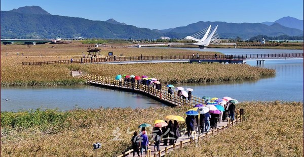  제10회 강진만 춤추는 갈대축제, 10월25일 개막