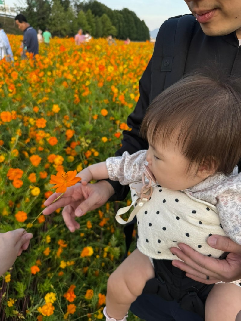 돌아기와 함께한 구리 한강공원 코스모스 축제, 서울 근교 가을 꽃나들이