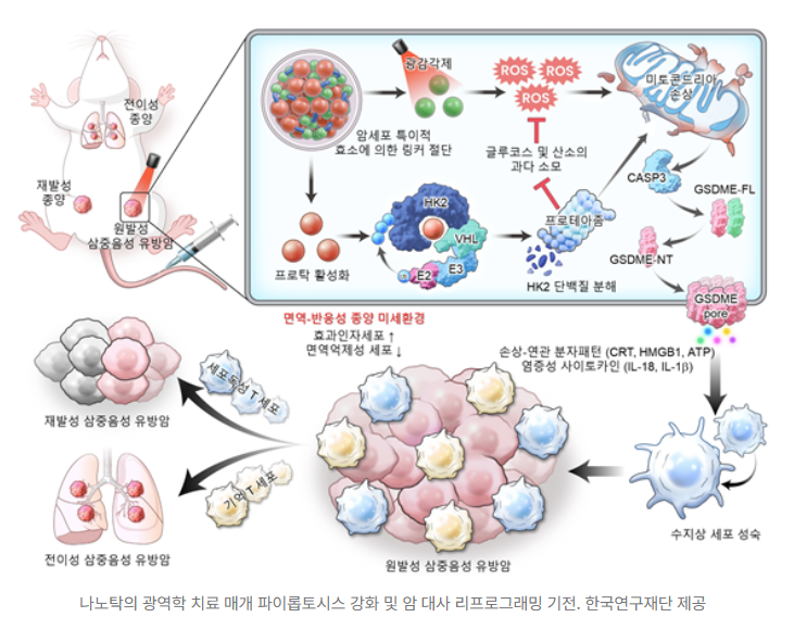  “난치성 유방암 정조준 국내 연구진, 암세포 분해+면역 강화 ‘나노탁’ 개발”