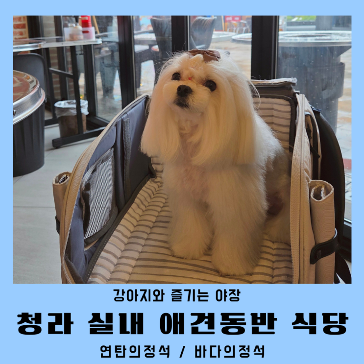  인천청라애견동반식당 야장 맛집 연탄의정석