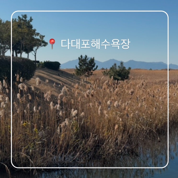  부산 가볼만한곳 1월 다대포해수욕장 갈대