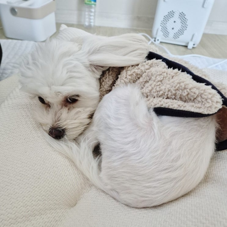  강아지 웅크린 자세 취하는 이유