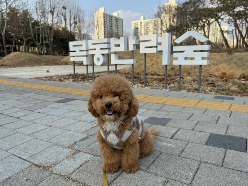 목동마중숲공원 반려견 쉼터