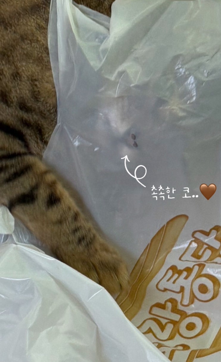  [김달이기록] 봉지가 조아 고양이