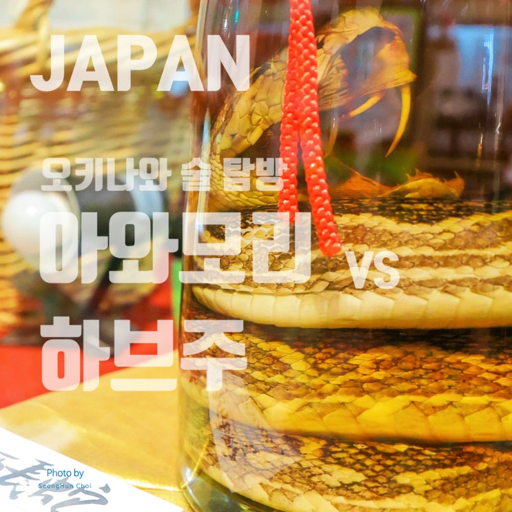 "오키나와 술 문화 탐방: 아와모리 vs 하브주의 매력"