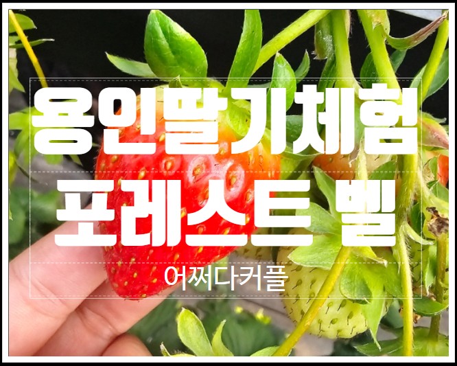  용인딸기체험하러 가서 동물먹이까지 즐긴 포레스트 벨 딸기농장