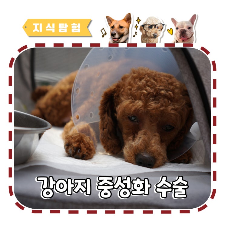  강아지 중성화 시기 비용, 수술 꼭 해야 할까요?