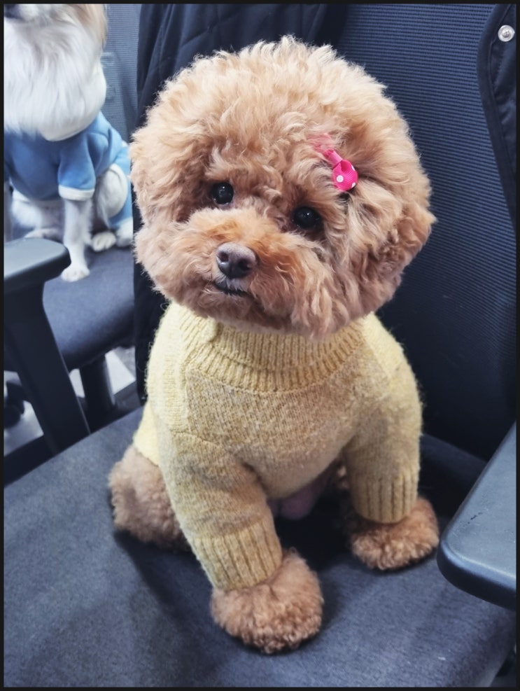  애견미용사 취업 지금 배우고 도전하지 않으면 늦습니다
