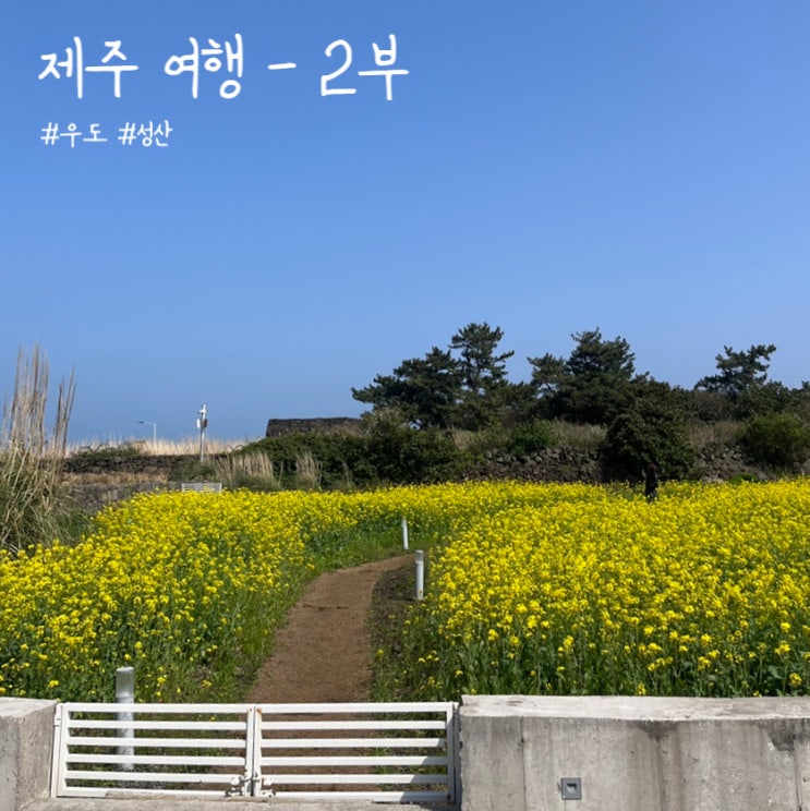  [여행]제주 우도 유채꽃 2박3일 코스 추천(3월 봄여행 후기) -2부