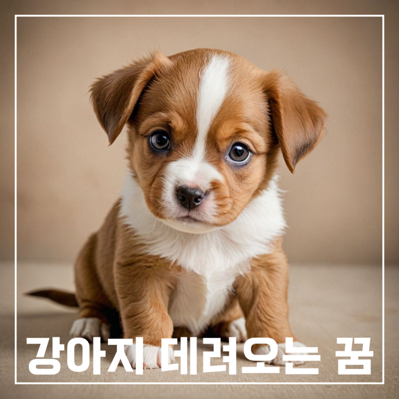 강아지 데려오는 꿈 강아지 입양하는 꿈 해몽