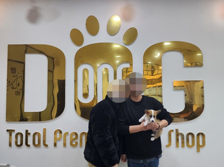  세종시 웰시코기 분양, 젊은 부부의 최종 선택은 원독 애견분양 센터!