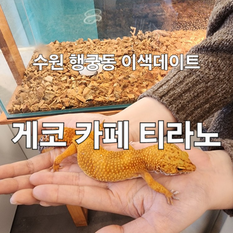  수원 행궁동 실내 이색 데이트 파충류 카페 게코 카페 티라노 내돈내산 후기
