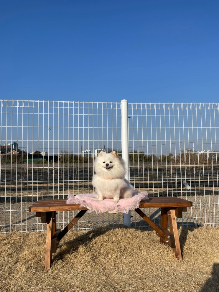  경산 애견카페 운동장이 넓은 하양 몽슈랜드