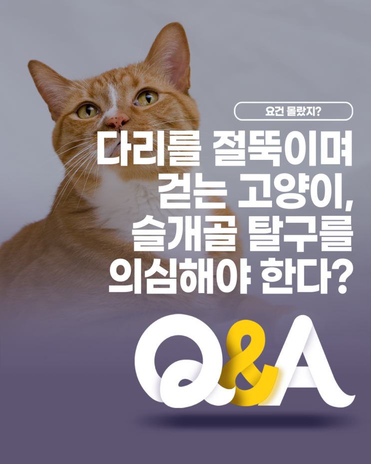  다리를 절뚝이며 걷는 고양이, 슬개골 탈구를 의심해야 한다?